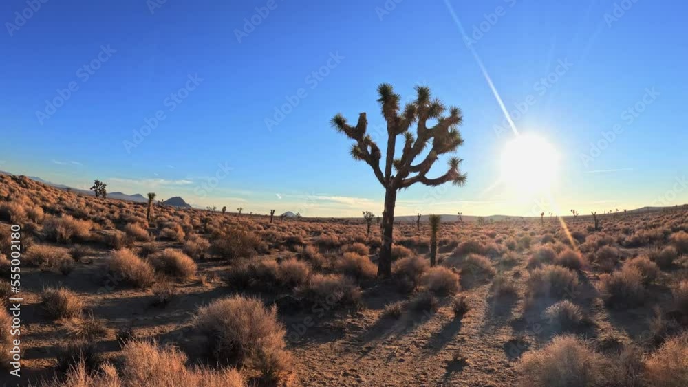 An FPV Drone's Mesmerizing Journey Amongst the Iconic Joshua Trees of the Majestic Mojave Desert