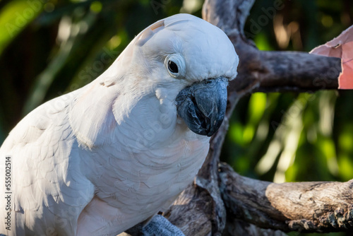 White cockatoo bird