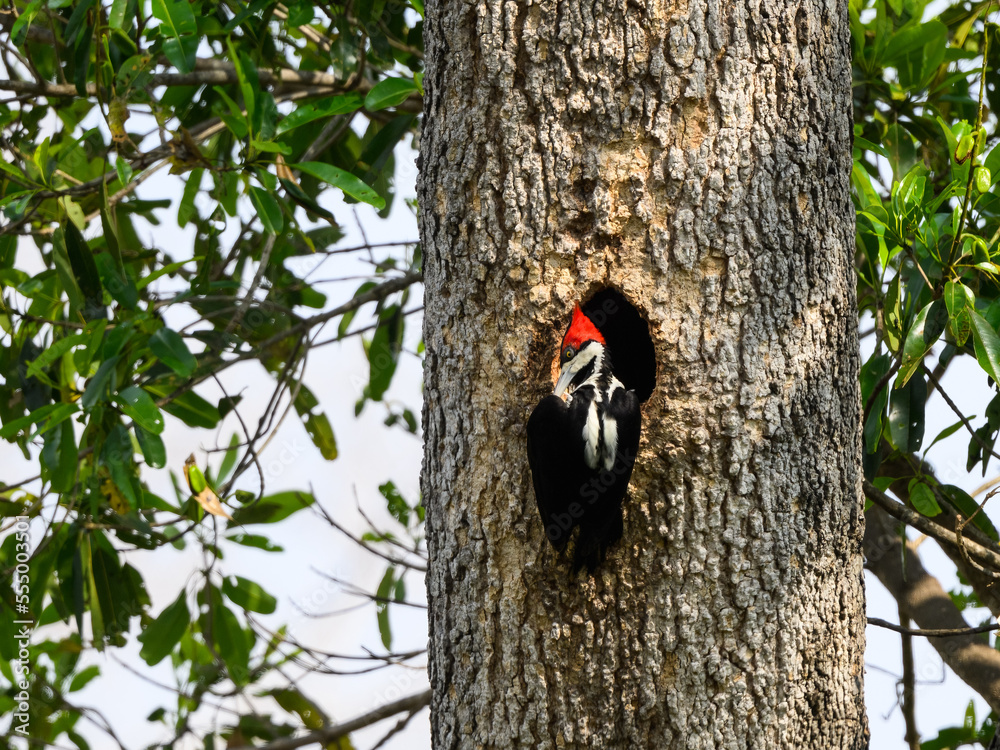 Female Crimson-crested Woodpecker at the nest hole preening Female Crimson-crested Woodpecker at the nest hole preening