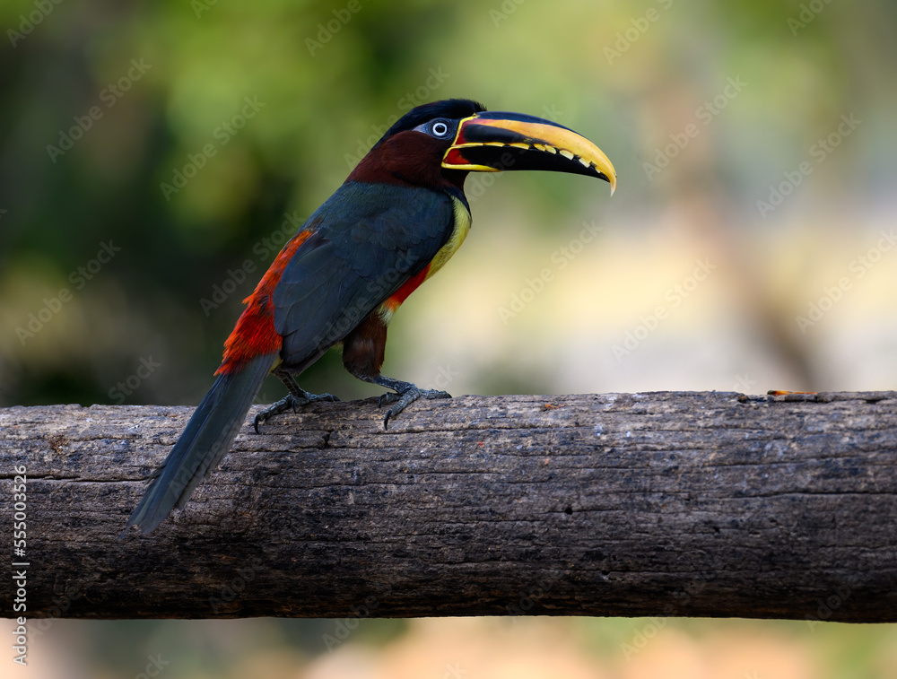 Obraz premium Chestnut-eared Aracari perched on log, closeup portrait on green background in Pantanal, Brazil