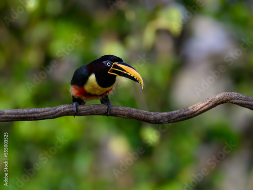 Chestnut-eared Aracari perched on branch, closeup portrait on green background in Pantanal, Brazil