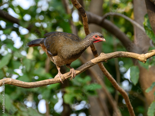 Chaco Chachalaca on tree branch, closeup portrait photo