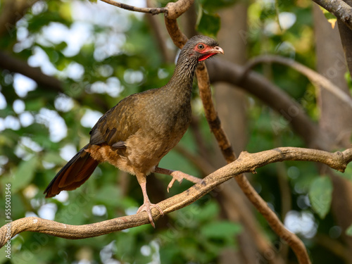 Chaco Chachalaca on tree branch, closeup portrait © FotoRequest