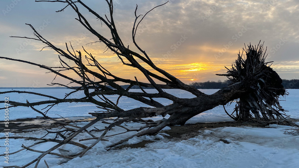 Fototapeta premium Fallen Tree on frozen lake orange sunset