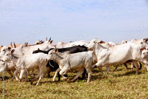 Cattle on pasture on farm photo