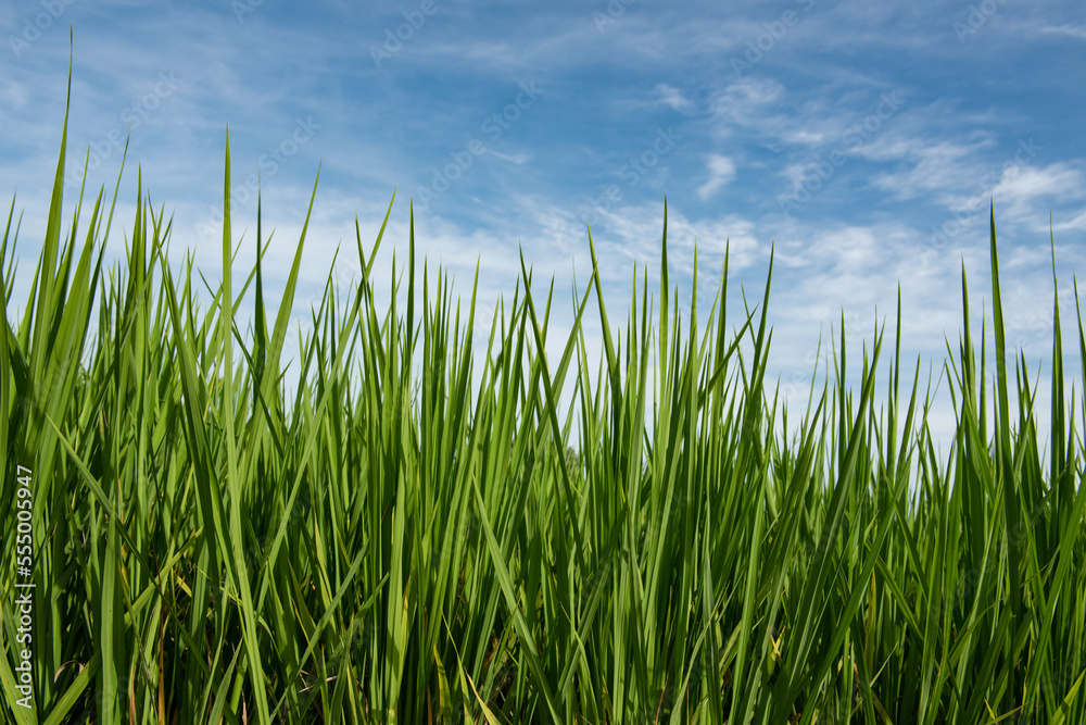 Green rice plant on nature background.