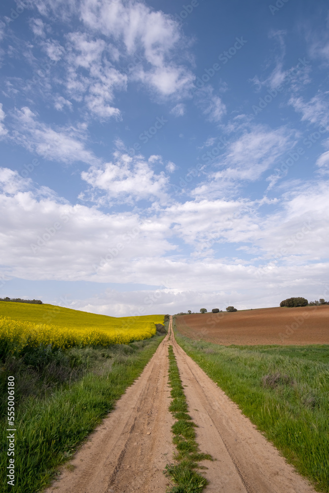 a long dirt road, surrounded by cultivated fields, on one side a yellow flowering rapeseed plantation and on the other a plowed cereal field, sky with cotton clouds, vertical