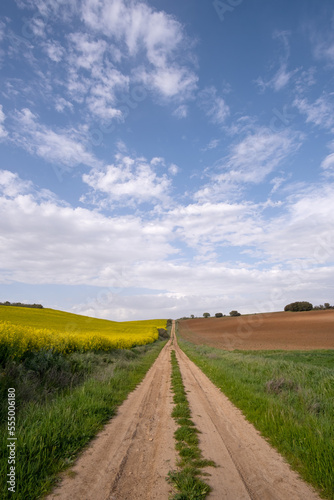 a long dirt road, surrounded by cultivated fields, on one side a yellow flowering rapeseed plantation and on the other a plowed cereal field, sky with cotton clouds, vertical