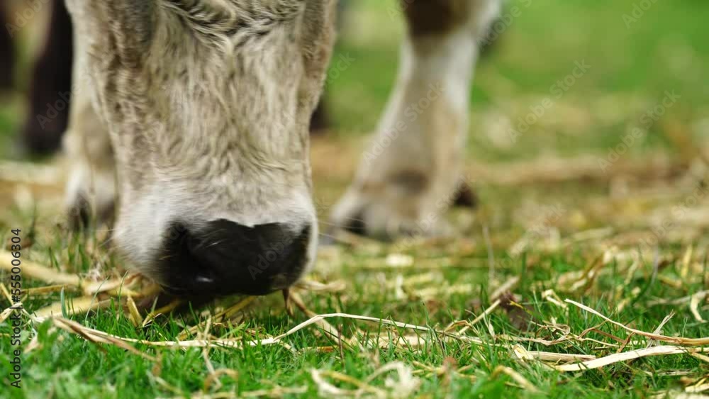 Animal eating grass close up eating hay and silage Animal eating grass close up eating hay and silage