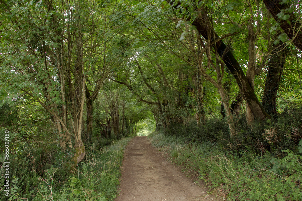 Un chemin en forêt pour une promenade Un chemin en forêt pour une promenade
