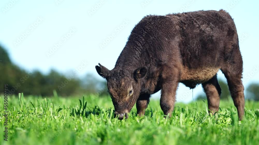 Regenerative agriculture cows in the field, grazing on grass and pasture in Australia, on a farming ranch. Cattle eating hay and silage. breeds include speckle park, Murray grey, angus, wagyu. Regenerative agriculture cows in the field, grazing on grass and pasture in Australia, on a farming ranch. Cattle eating hay and silage. breeds include speckle park, Murray grey, angus, wagyu.