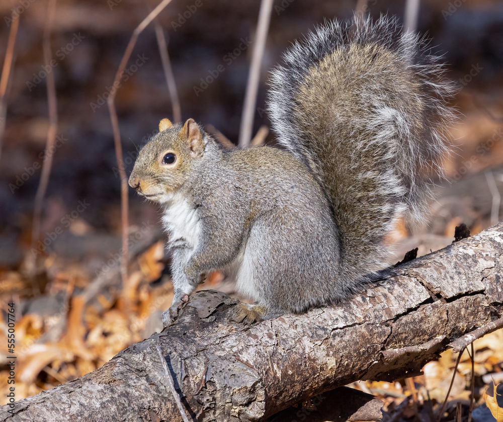 The eastern grey squirrel is the largest tree squirrel found in eastern Canada. It is predominantly a nut eating species and its historic range coincided with the vast tracts of hardwood forests.