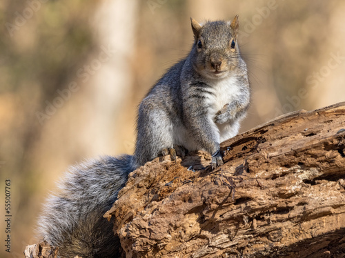 Obraz na płótnie The eastern grey squirrel is the largest tree squirrel found in eastern Canada