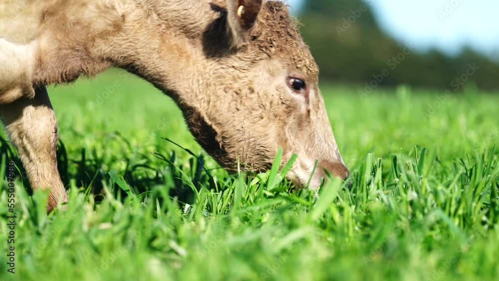 Regenerative agriculture cows in the field, grazing on grass and pasture in Australia, on a farming ranch. Cattle eating hay and silage. breeds include speckle park, Murray grey, angus, wagyu. Regenerative agriculture cows in the field, grazing on grass and pasture in Australia, on a farming ranch. Cattle eating hay and silage. breeds include speckle park, Murray grey, angus, wagyu.