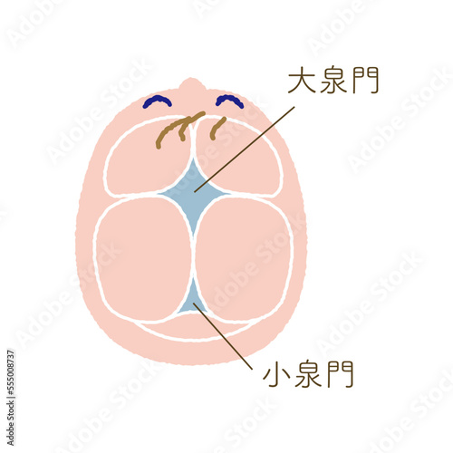 大泉門と小泉門の位置を示すカラーイラスト