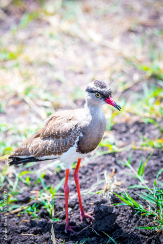Crowned lapwing foraging for food in the savanna