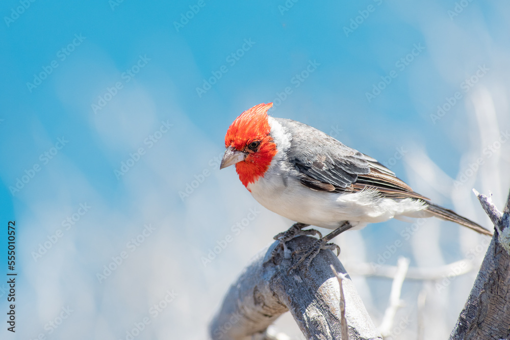Red crested cardinal perched on a tree Red crested cardinal perched on a tree