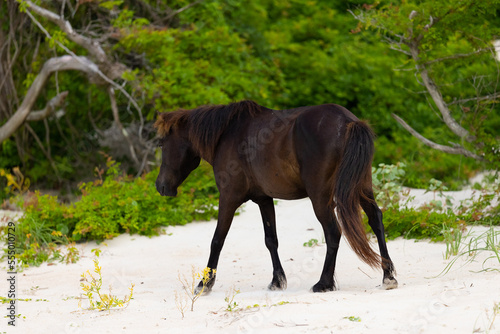 Shackleford Banks Horses in the sand dunes photo