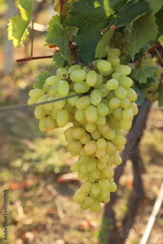 Delicious ripe grapes in vineyard. Harvest season