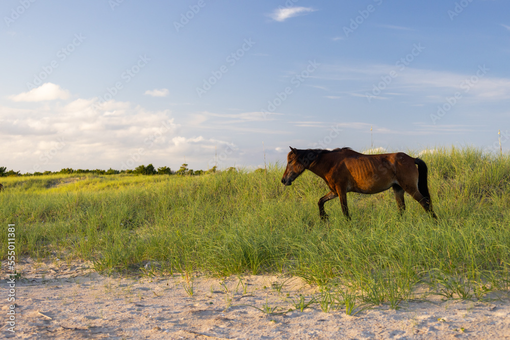 Obraz premium Shackleford Banks Horses in the sand dunes