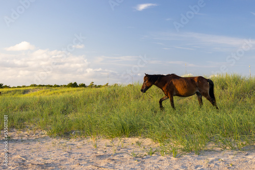 Shackleford Banks Horses in the sand dunes © RS