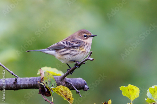 Cuadro en lienzo Yellow rumped warbler perched on a tree