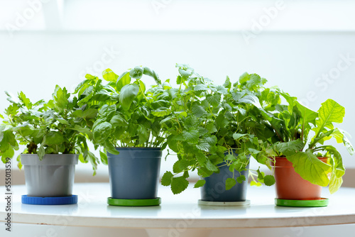 potted plants on white table