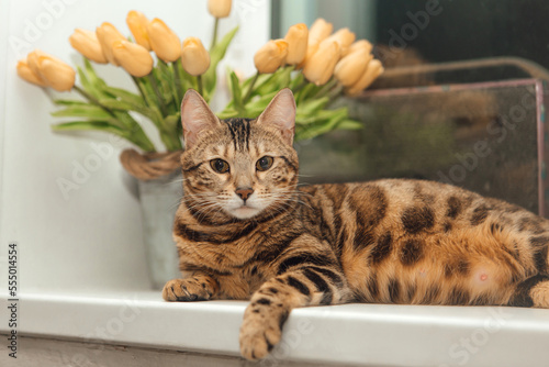 Cute golden bengal kitty cat laying on the windowsill and relaxing.