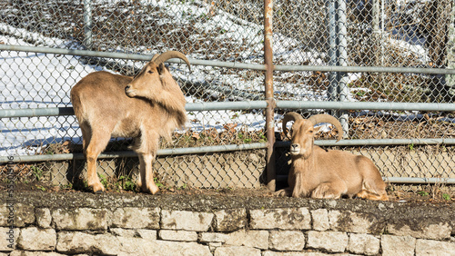 Photography Barbary Sheep (Ammotragus Lervia) in High Park zoo, Toronto, Canada