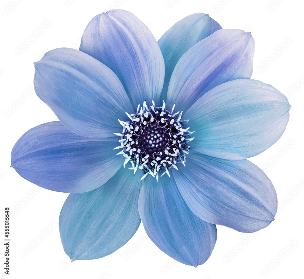 Dahlia flower blue. Flower   on  isolated   background. No shadows with clipping path. Close-up.  Transparent background.  Nature.
