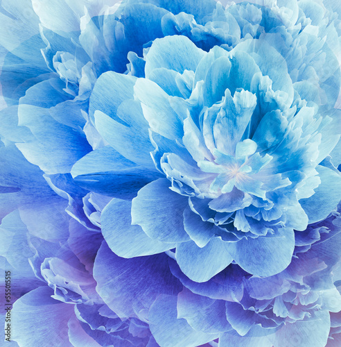 Floral spring blue background. Flowers and petals of peony. Close-up. Nature.