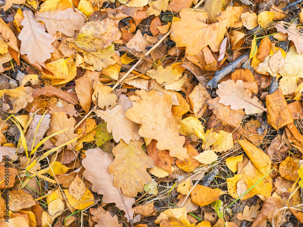Orange, brown and yellow fallen oak leaves in the sunlight. Orange, brown and yellow fallen oak leaves in the sunlight.