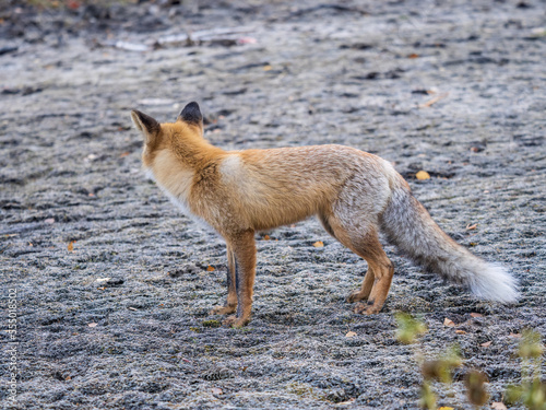 Fototapeta Naklejka Na Ścianę i Meble -  The red fox Vulpes vulpes walks along a path in the forest.