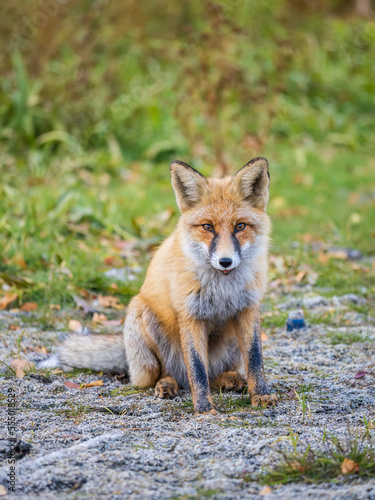 Close up of a red fox Vulpes vulpes, sitting on a path in the forest.