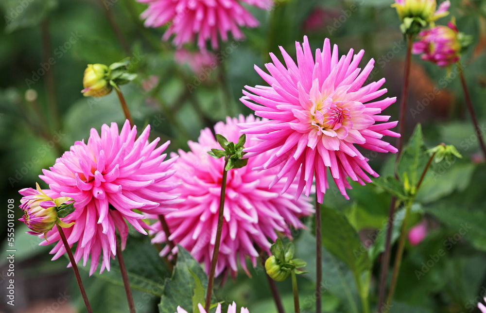 Pink Dahlia flowers Pink Dahlia flowers
