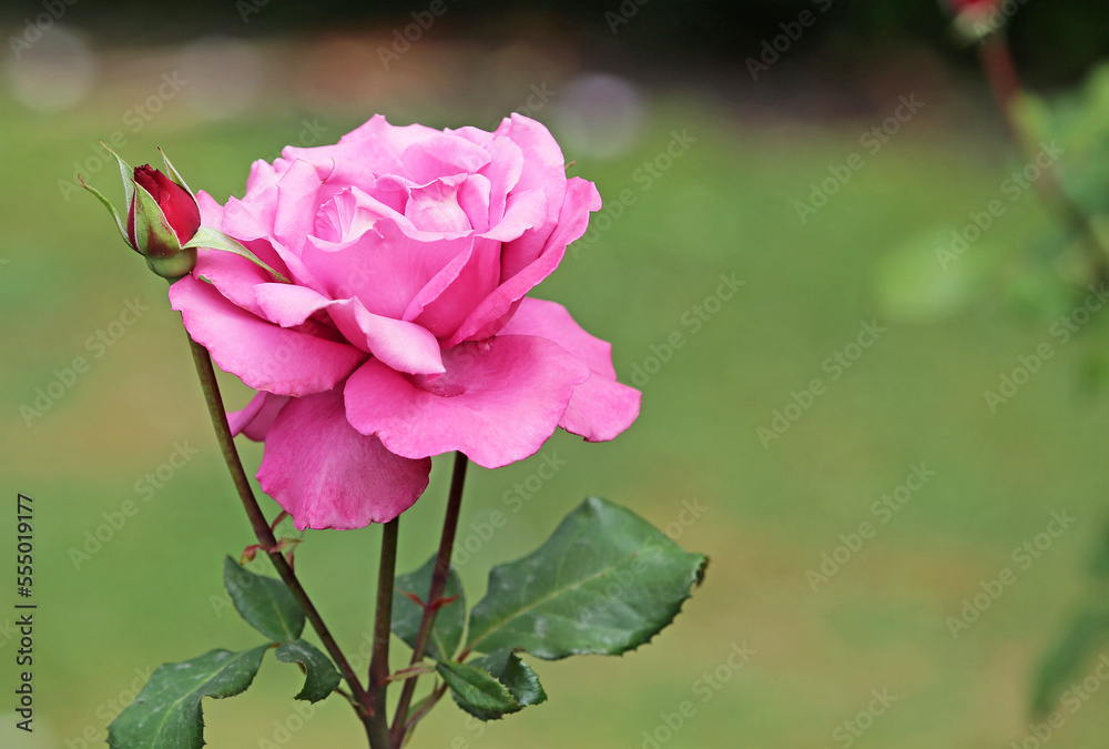 Pink Rose with bud