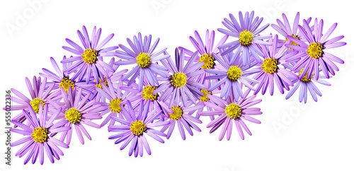 Fototapeta Naklejka Na Ścianę i Meble -  Aster flowers PNG, Blue aster flowers on transparent background, Chrysanthemums, Flowers composition, Purple flowers PNG -  Flat lay, top view, flower arrangement isolated on a white