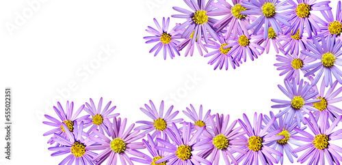 Aster flowers PNG, Blue aster flowers on transparent background, Chrysanthemums, Flowers composition, Purple flowers PNG -  Flat lay, top view, flower arrangement isolated on a white