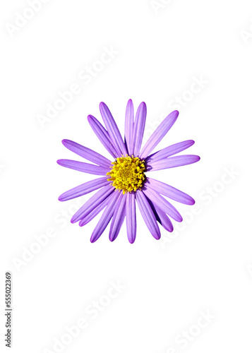 Aster flowers PNG, Blue aster flowers on transparent background, Chrysanthemums, Flowers composition, Purple flowers PNG -  Flat lay, top view, flower arrangement isolated on a white