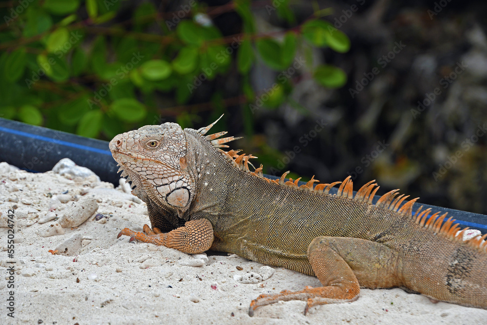 an iguana resting on Flamingo Beach, Renaissance Island, Aruba an iguana resting on Flamingo Beach, Renaissance Island, Aruba