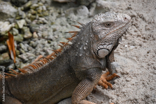 close up of an Iguana on Renaissance Island, Aruba