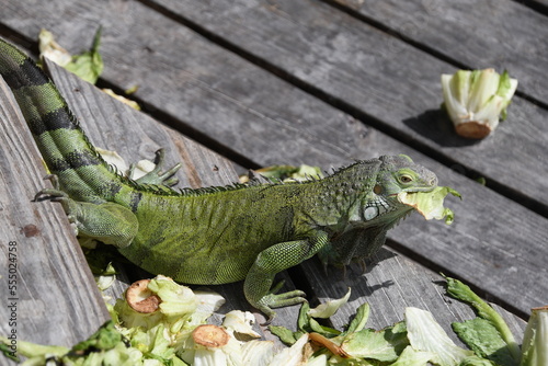 An green iguana eating cabbages on Renaissance Island  Aruba