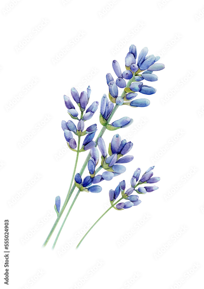 Watercolor lavender PNG, Lavender flower watercolor PNG, Clipart ...
