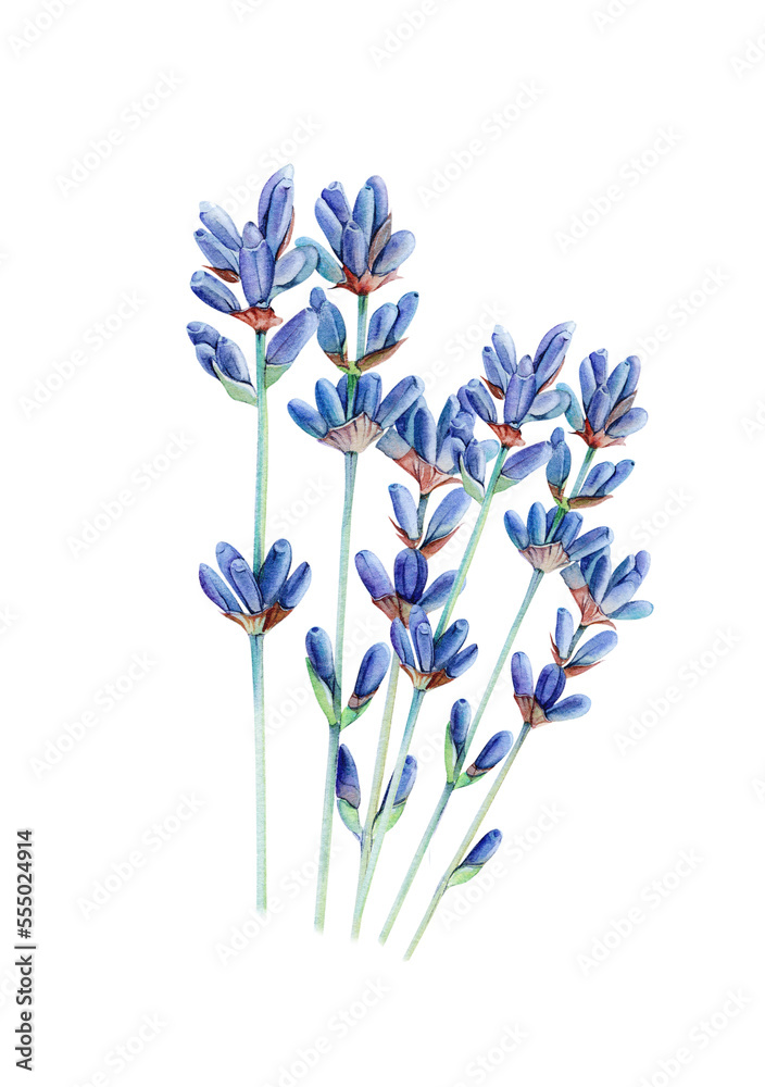 Obraz premium Watercolor lavender PNG, Lavender flower watercolor PNG, Clipart Isolated on transparent background, Watercolor lavender flower illustration. Floral frame, border bouquet set. Wedding invitation. 
