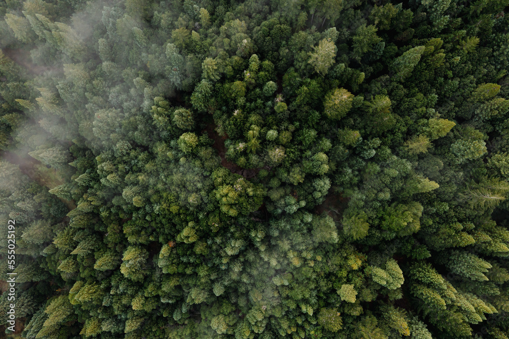 Naklejka premium Aerial view of fog over dark pine forest trees.