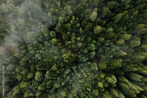 Fotobehang Aerial view of fog over dark pine forest trees.