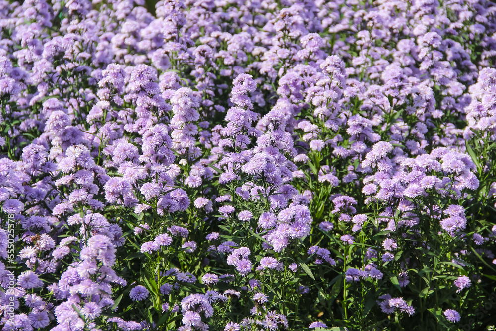 Purple flower field,european michaelmas-daisy (aster amellus) blooming in garden background