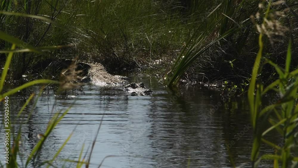 A large American alligator slides menacingly into the swamp and waits in ambush in the wetlands of the Texas Gulf Coast in North America. Zoom 4K video. A large American alligator slides menacingly into the swamp and waits in ambush in the wetlands of the Texas Gulf Coast in North America. Zoom 4K video.