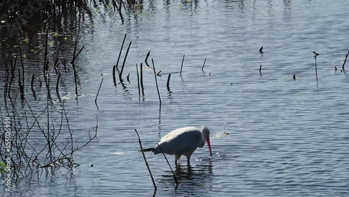 American white ibis hunting for crustaceans and small fish at Anahuac National Wildlife Refuge on the Texas Gulf Coast in North America. photo