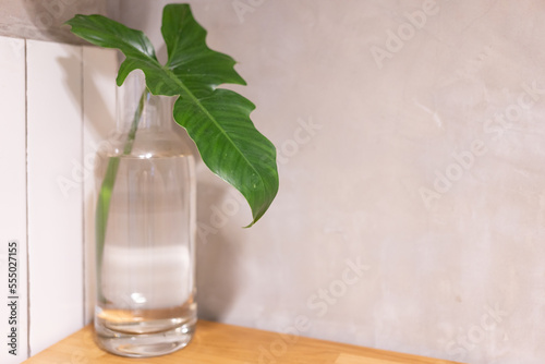 leaf in a glass vase with water. The concept of minimalism. One leaf of the plant and a cement background.